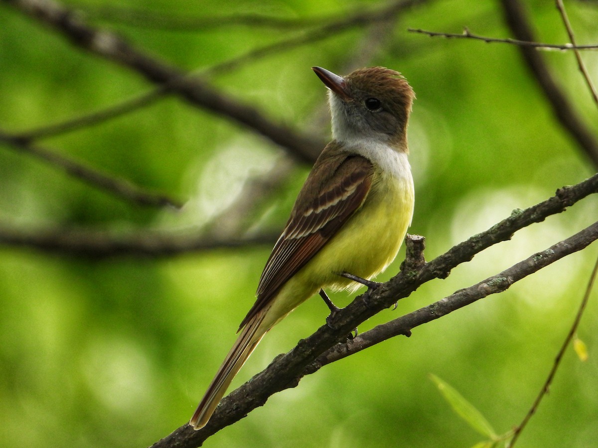 Great Crested Flycatcher - ML619206828