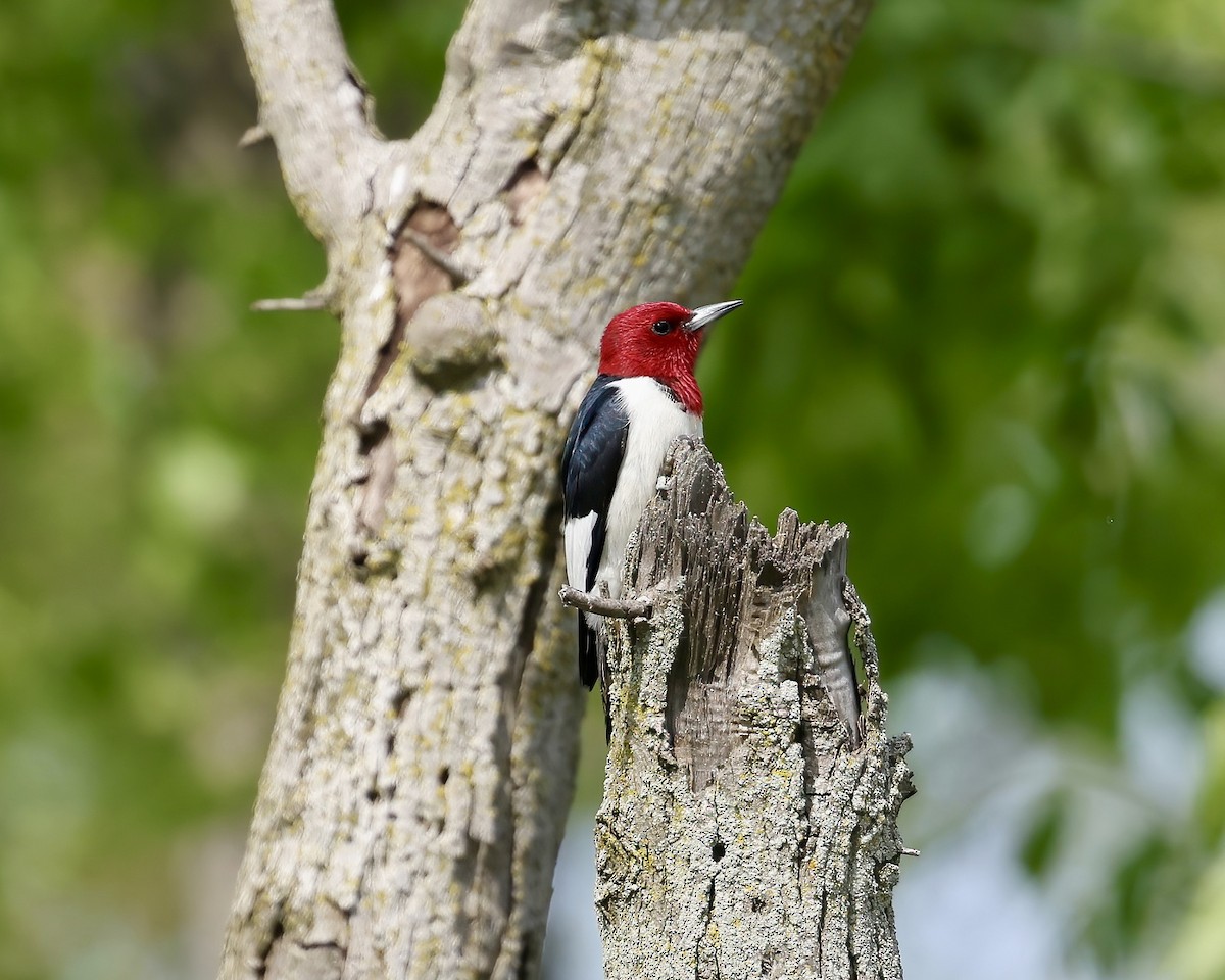 Red-headed Woodpecker - ML619206854