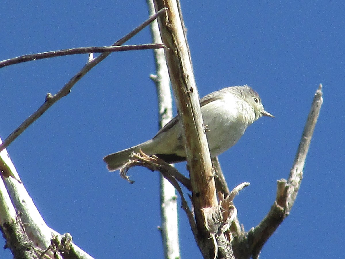 Lucy's Warbler - ML619206866