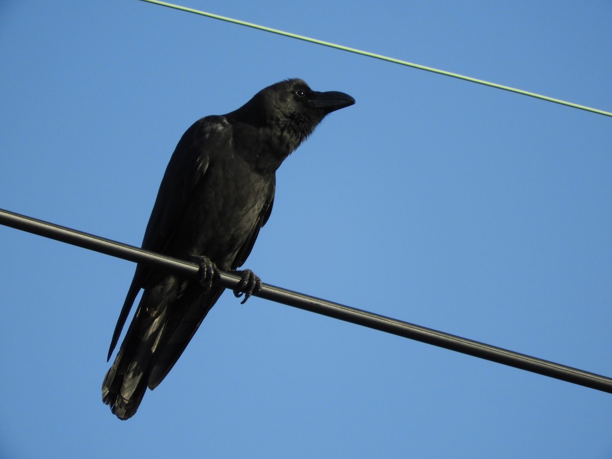 Large-billed Crow - ML619206916