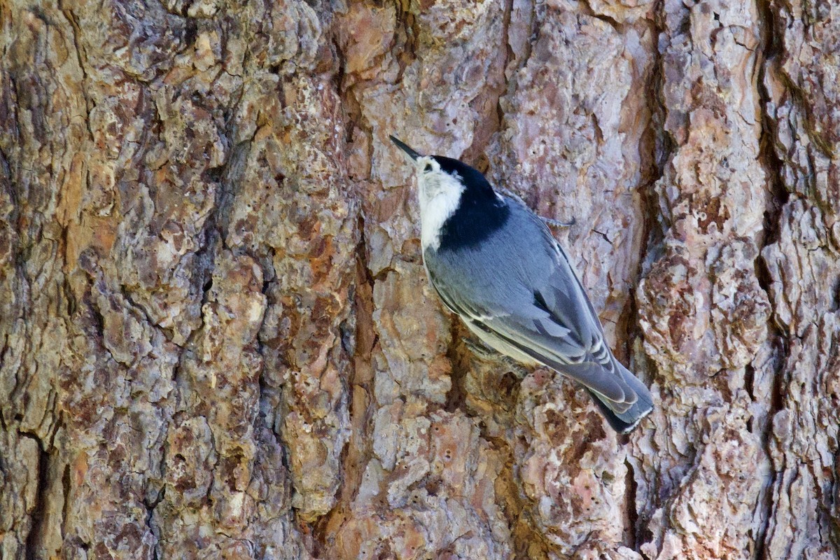 White-breasted Nuthatch - ML619206920