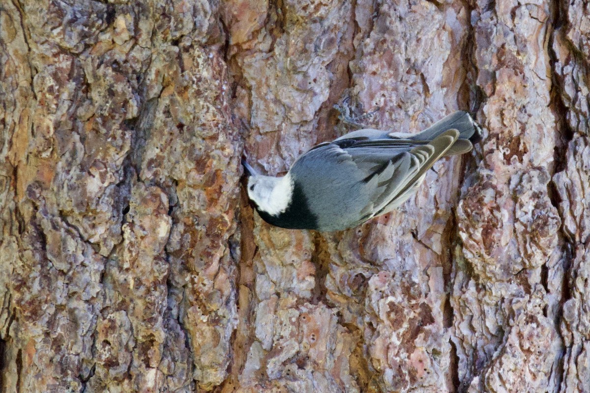 White-breasted Nuthatch - ML619206922
