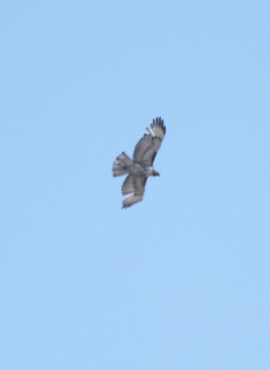 Red-tailed Hawk - ML619206923