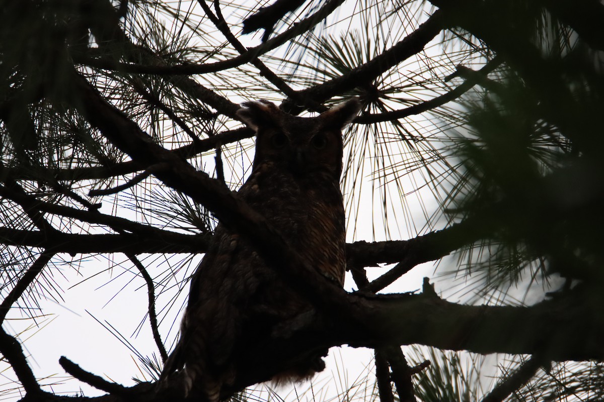 Great Horned Owl - ML619206964