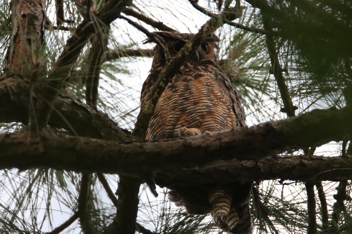 Great Horned Owl - ML619206965
