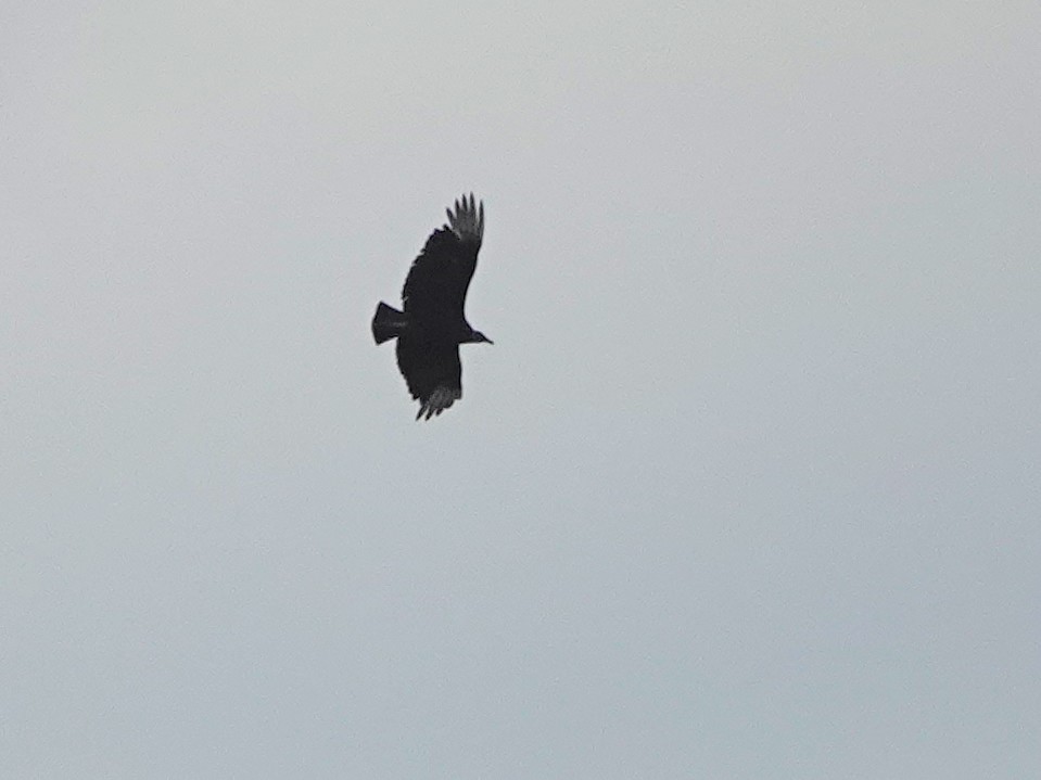 Black Vulture - ML619206990