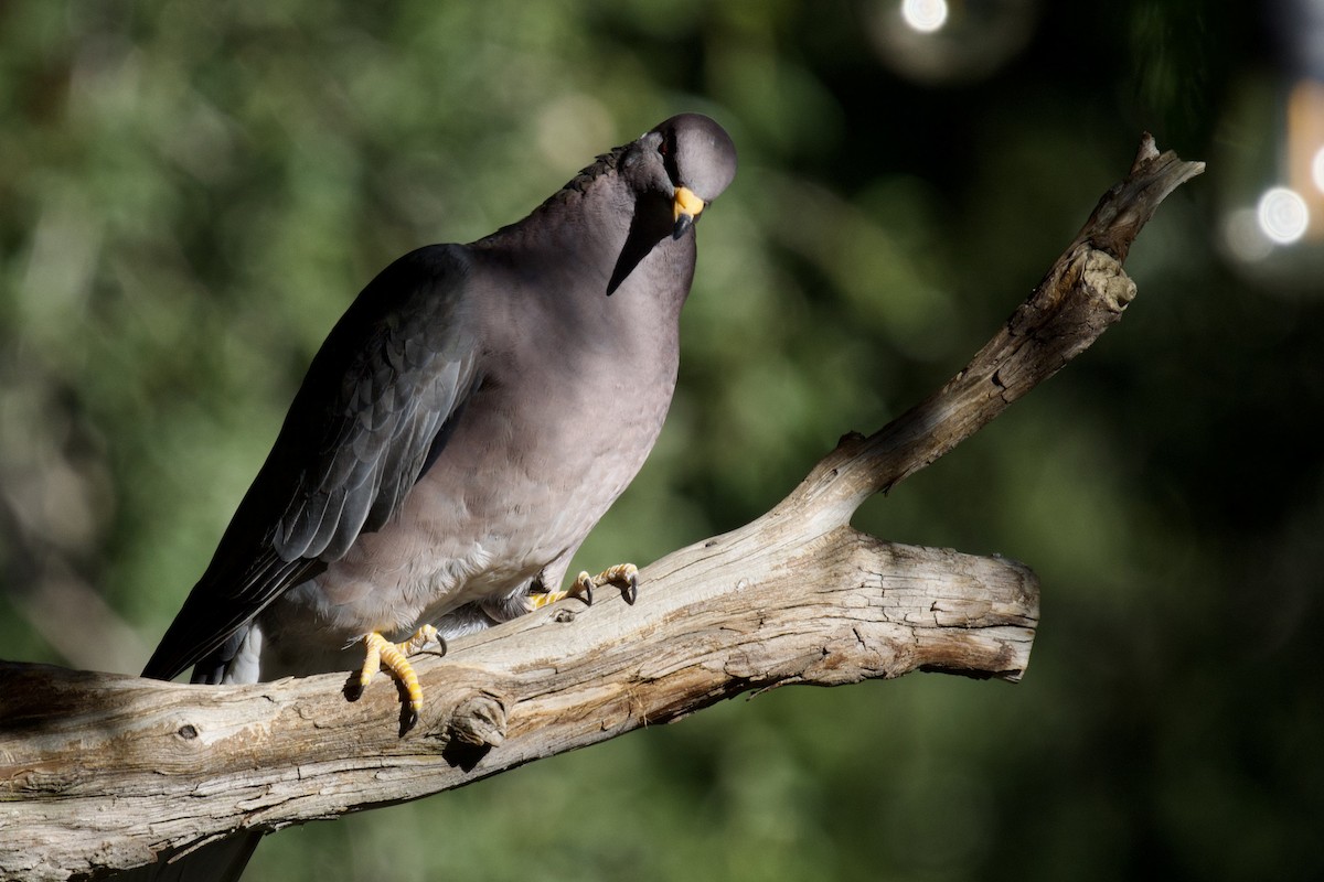 Band-tailed Pigeon - ML619207038