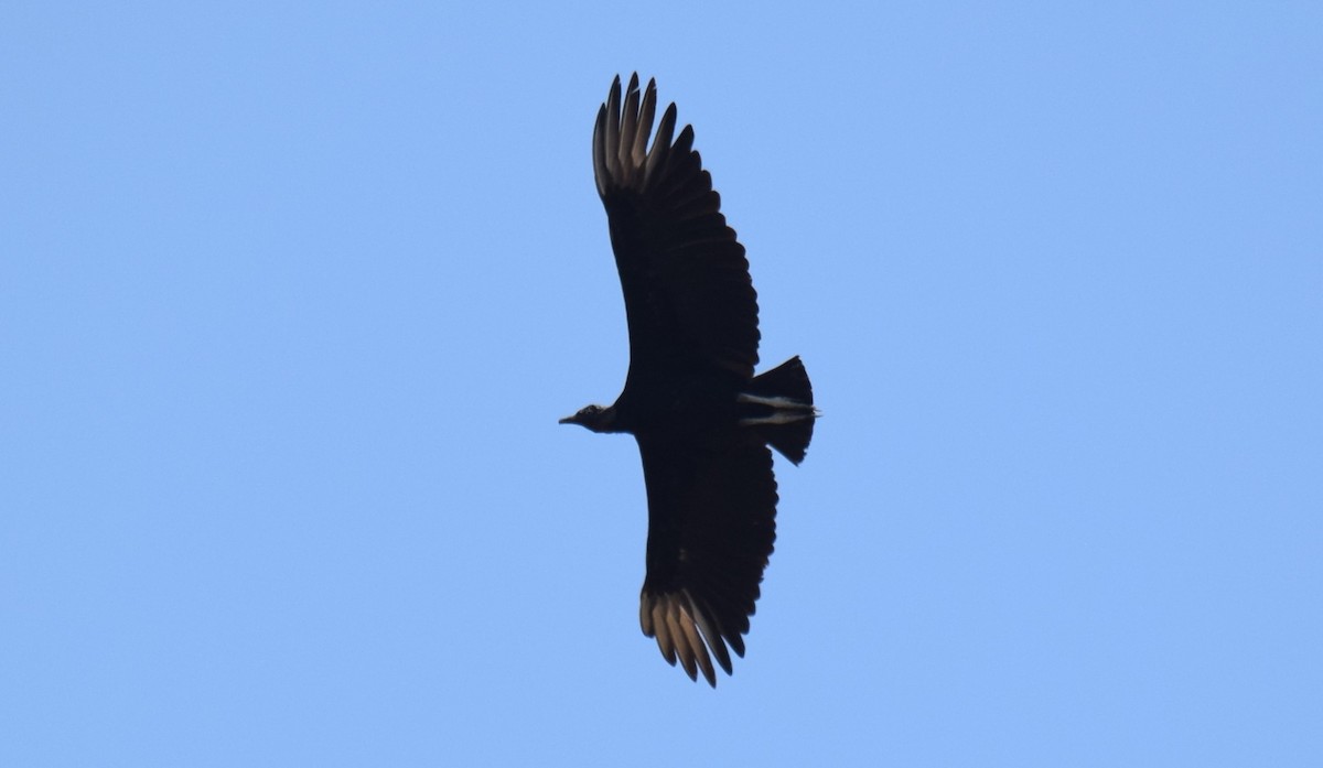 Black Vulture - ML619207054