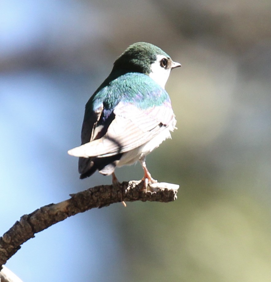 Violet-green Swallow - ML619207055