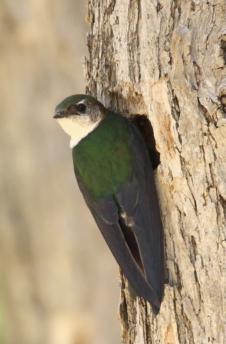 Violet-green Swallow - ML619207056