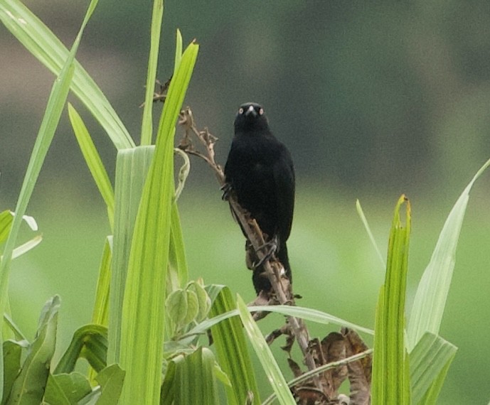 Pale-eyed Blackbird - ML619207106