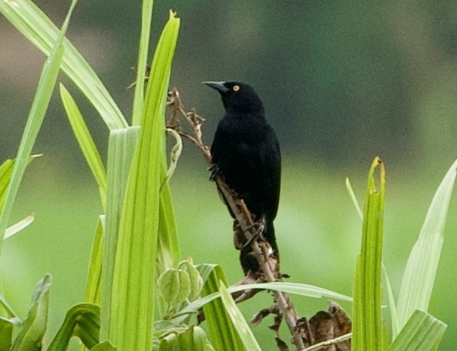 Pale-eyed Blackbird - ML619207109