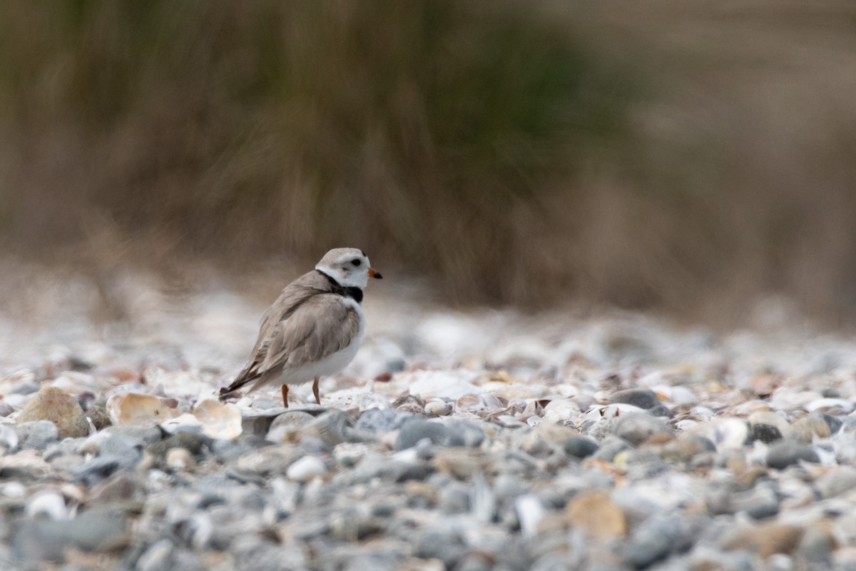 Piping Plover - ML619207135