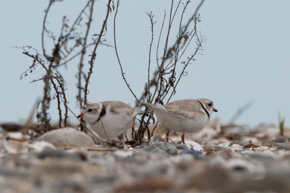 Piping Plover - ML619207136