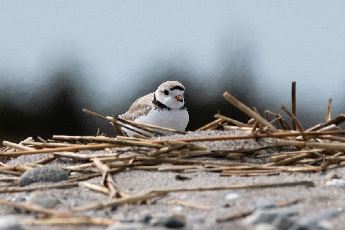 Piping Plover - ML619207137