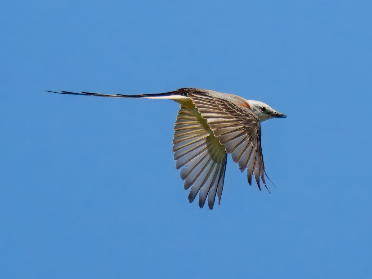 Scissor-tailed Flycatcher - ML619207177