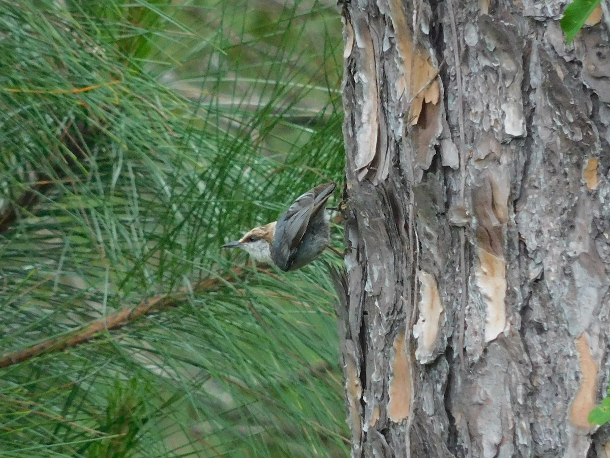 Brown-headed Nuthatch - ML619207192