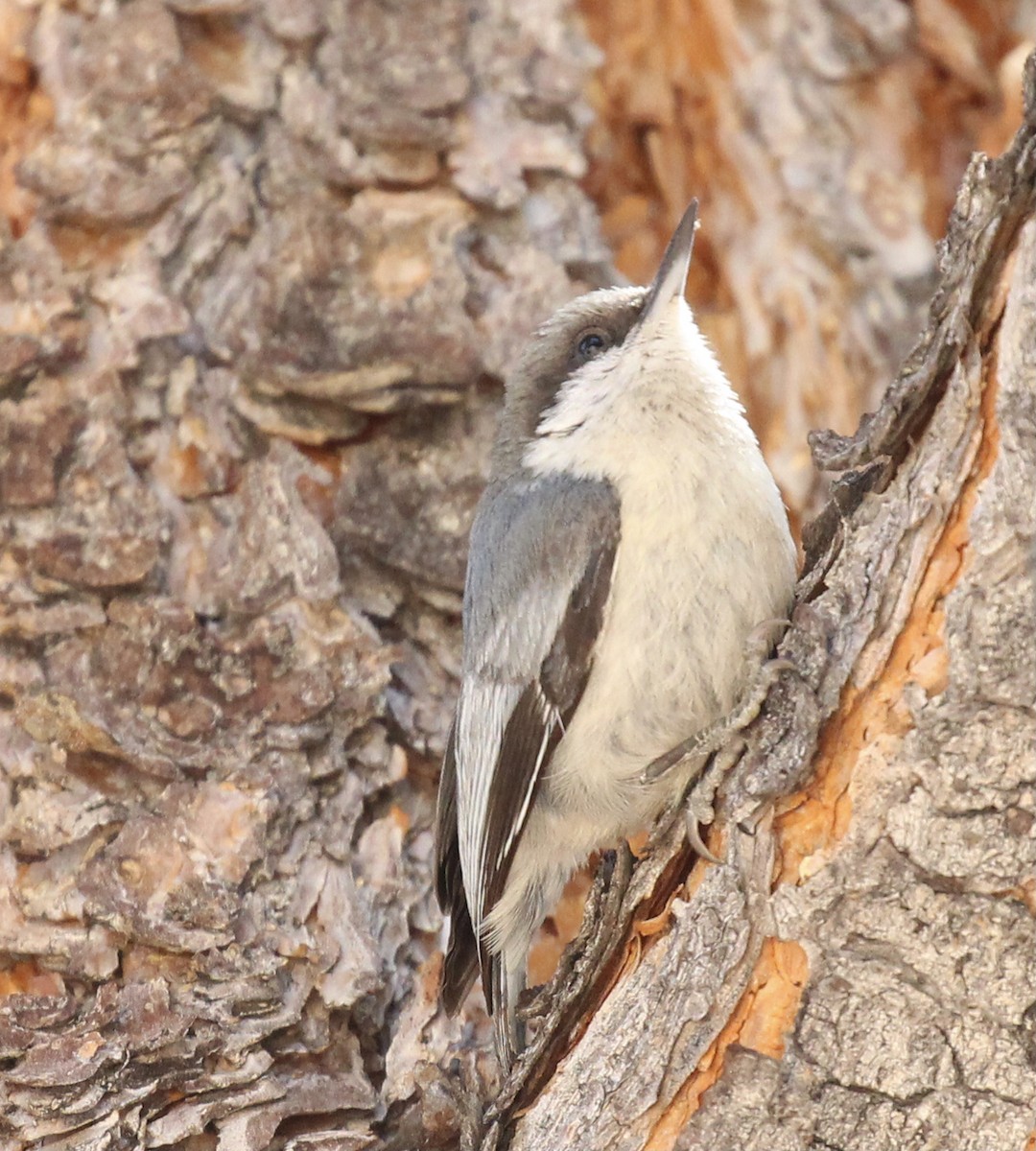 White-breasted Nuthatch - ML619207216
