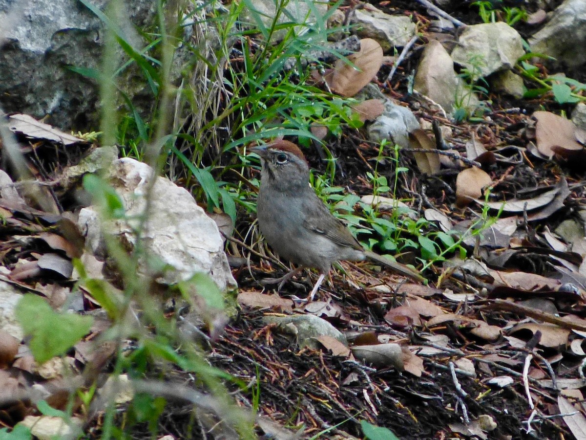 Rufous-crowned Sparrow - ML619207234