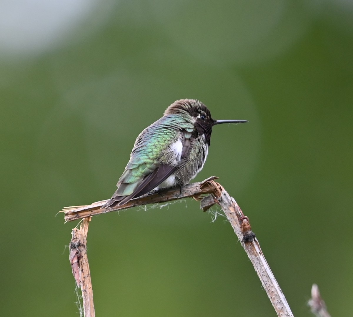 Anna's Hummingbird - ML619207241