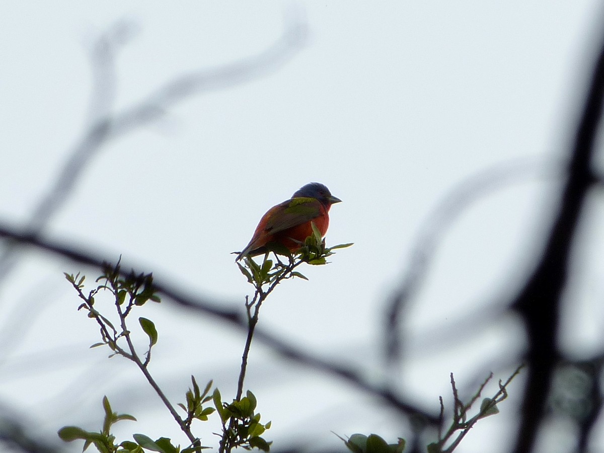Painted Bunting - ML619207243