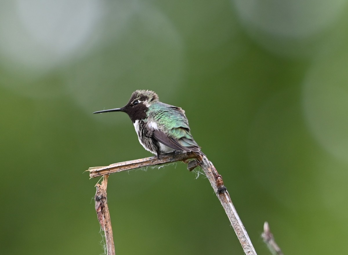 Anna's Hummingbird - ML619207250