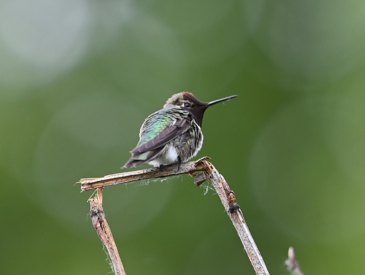 Anna's Hummingbird - ML619207262