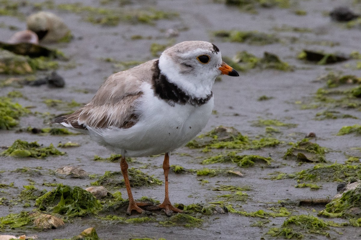 Piping Plover - ML619207267