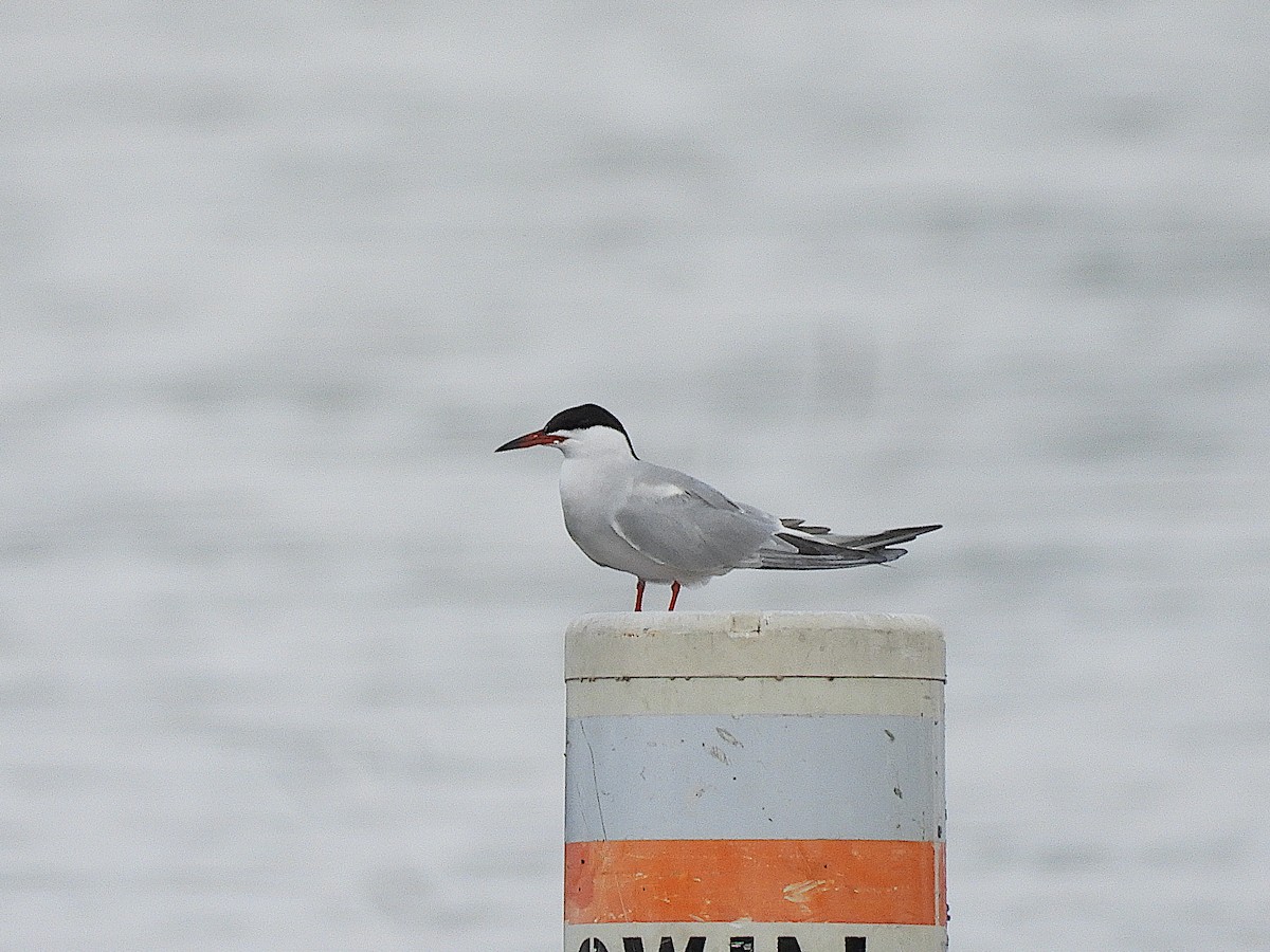 Common Tern - ML619207270