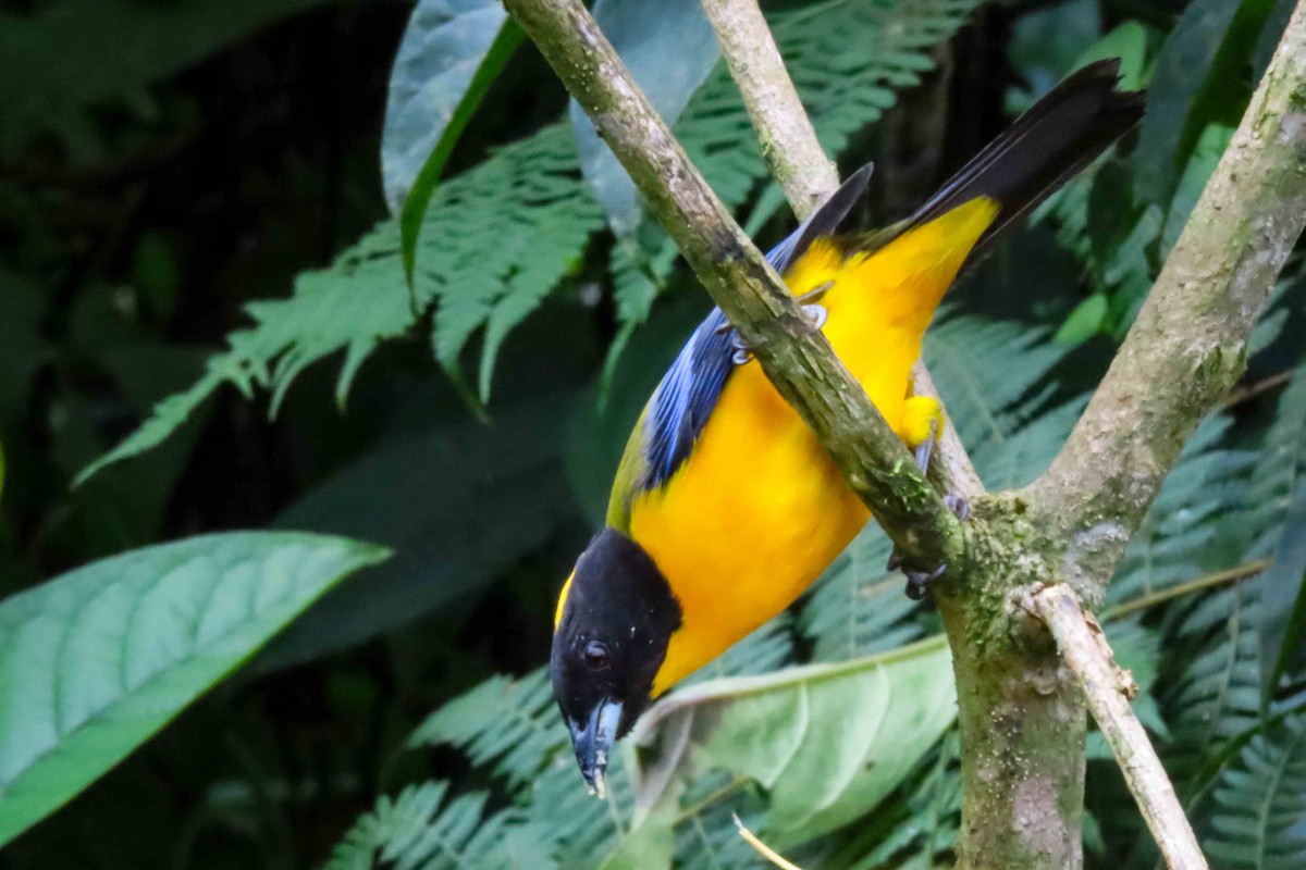 Black-chinned Mountain Tanager - ML619207308