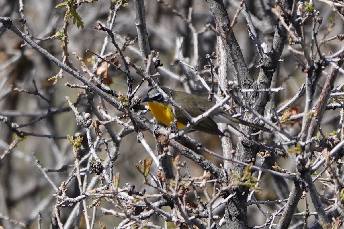 Yellow-breasted Chat - ML619207333