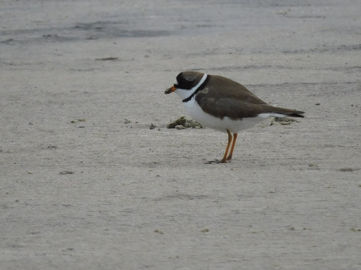 Semipalmated Plover - ML619207336