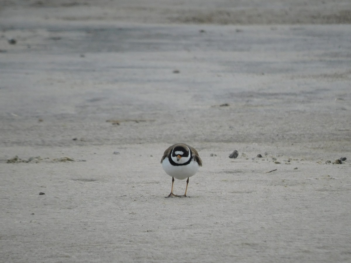 Semipalmated Plover - ML619207337