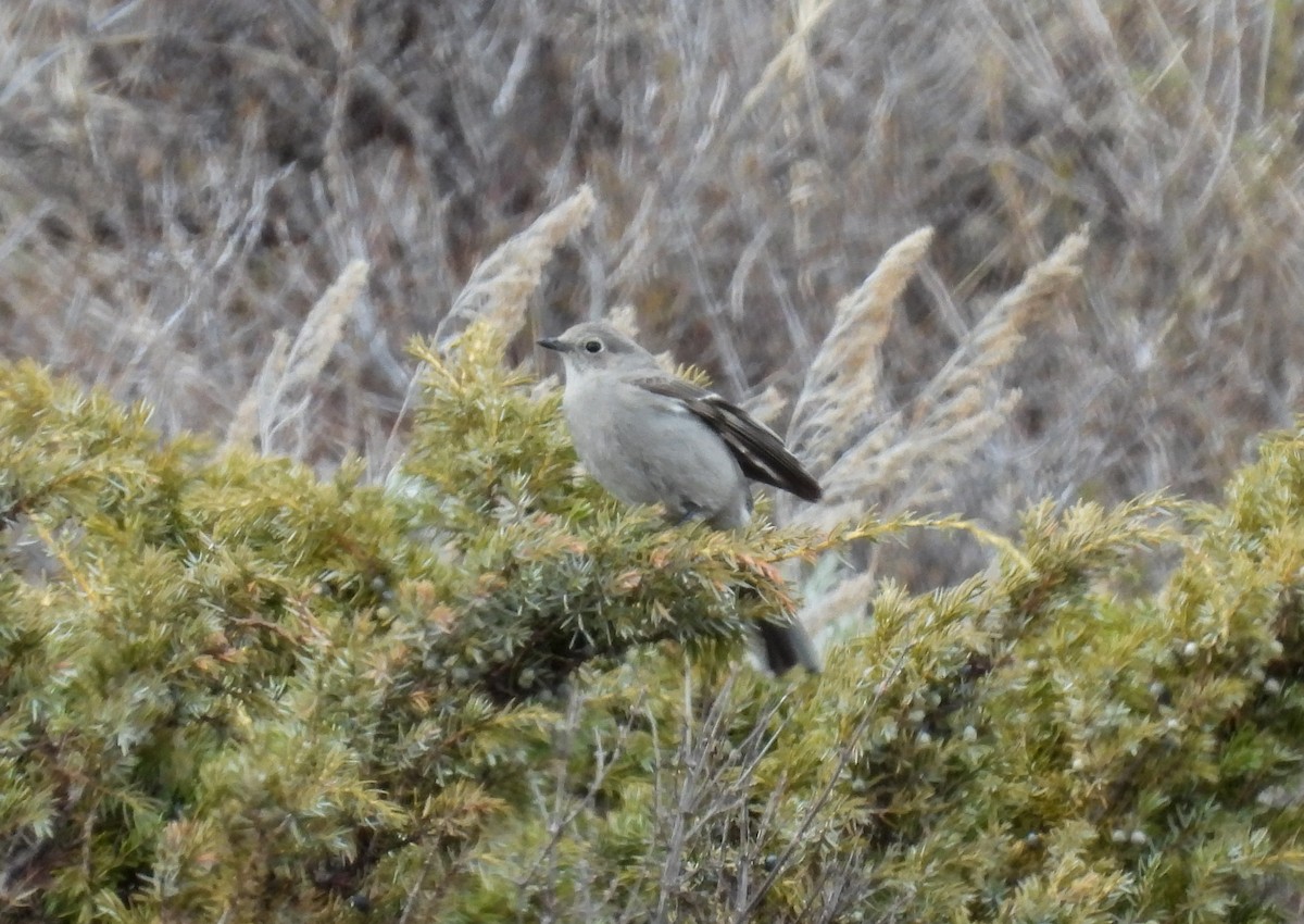 Townsend's Solitaire - ML619207403