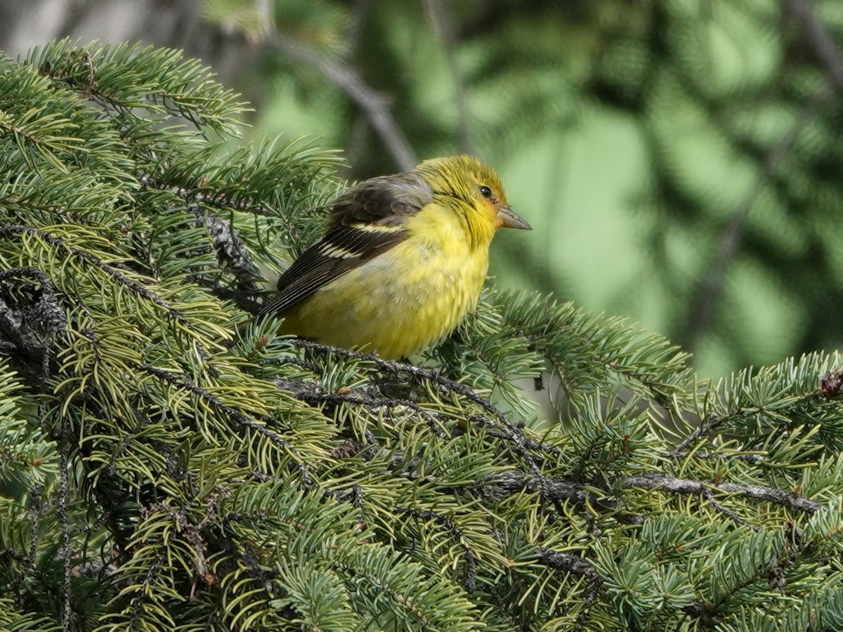 Western Tanager - ML619207449