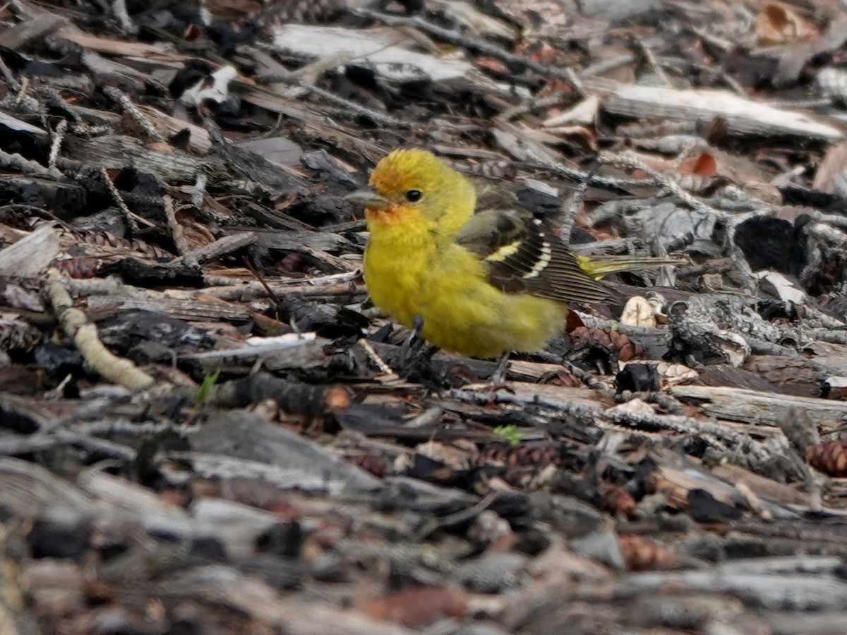 Western Tanager - ML619207450