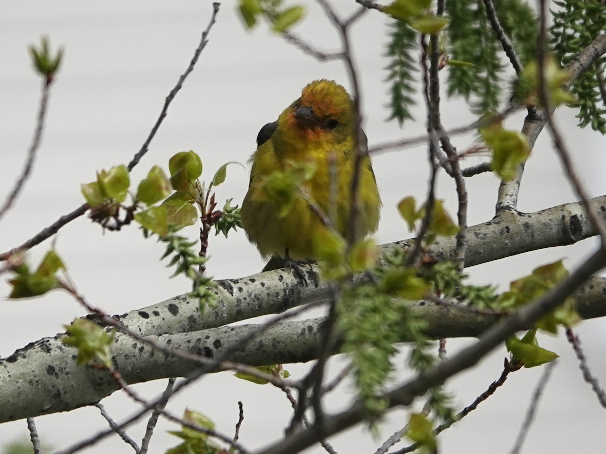 Western Tanager - ML619207451