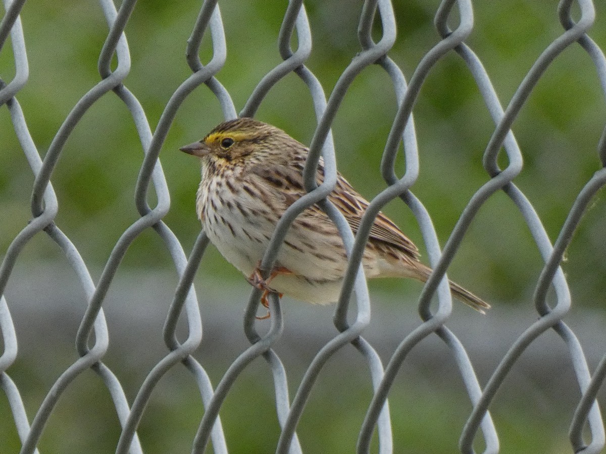 Savannah Sparrow - ML619207501