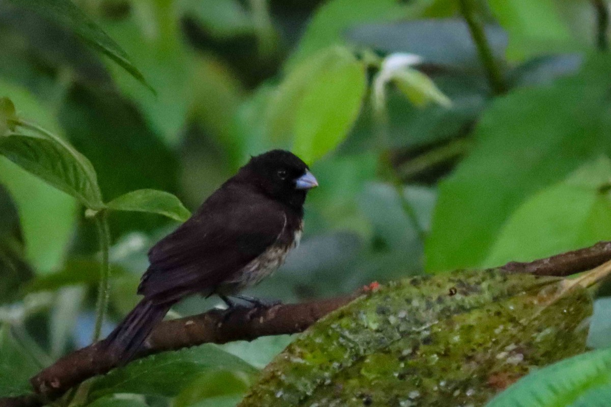 Yellow-bellied Seedeater - ML619207512