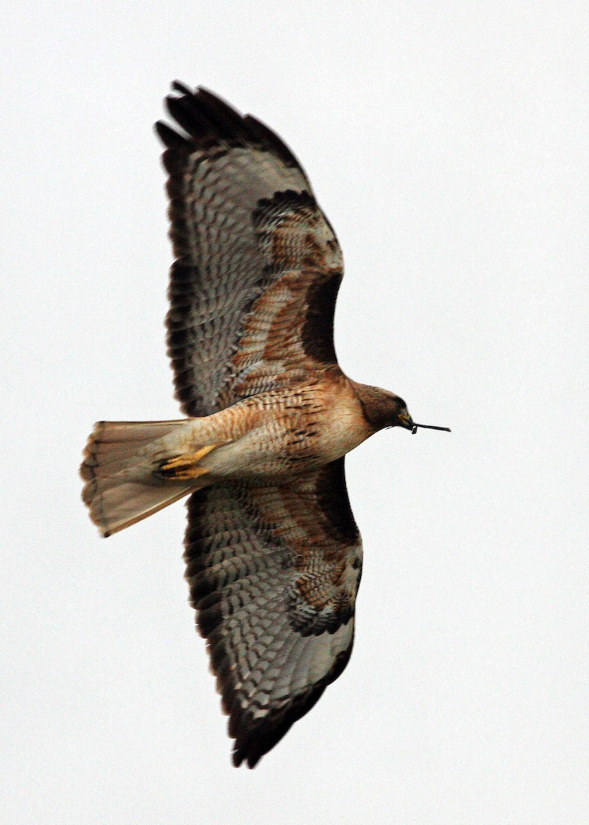 Red-tailed Hawk - ML619207514