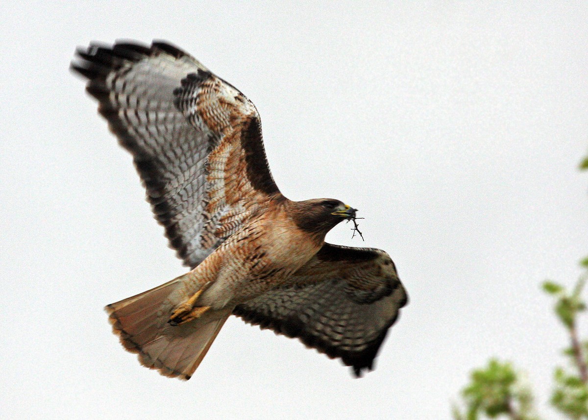 Red-tailed Hawk - ML619207515