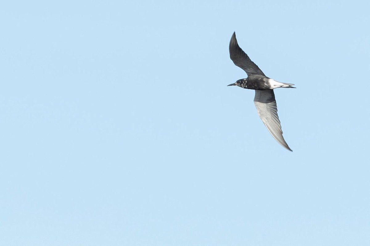 Black Tern - ML619207541