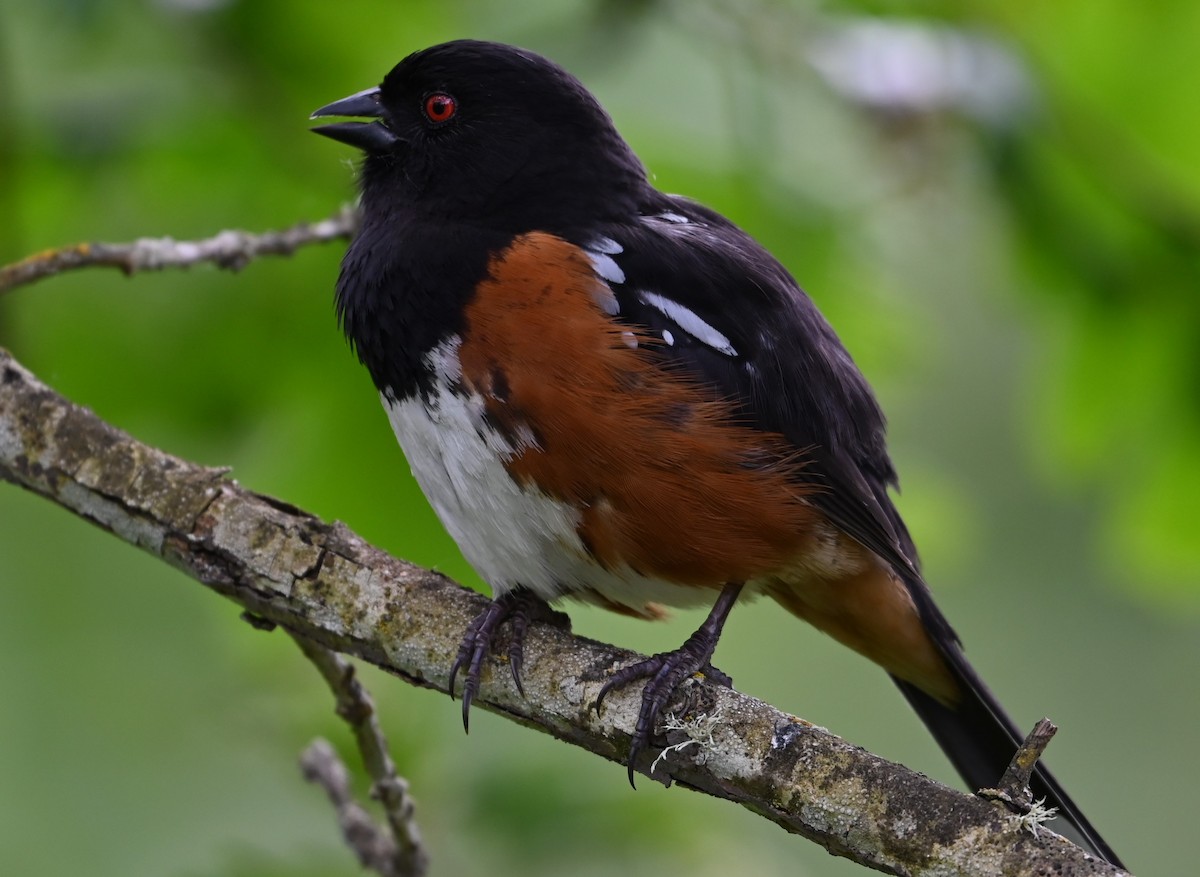 Spotted Towhee - ML619207585