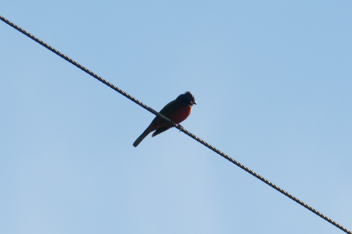 Painted Bunting - ML619207597
