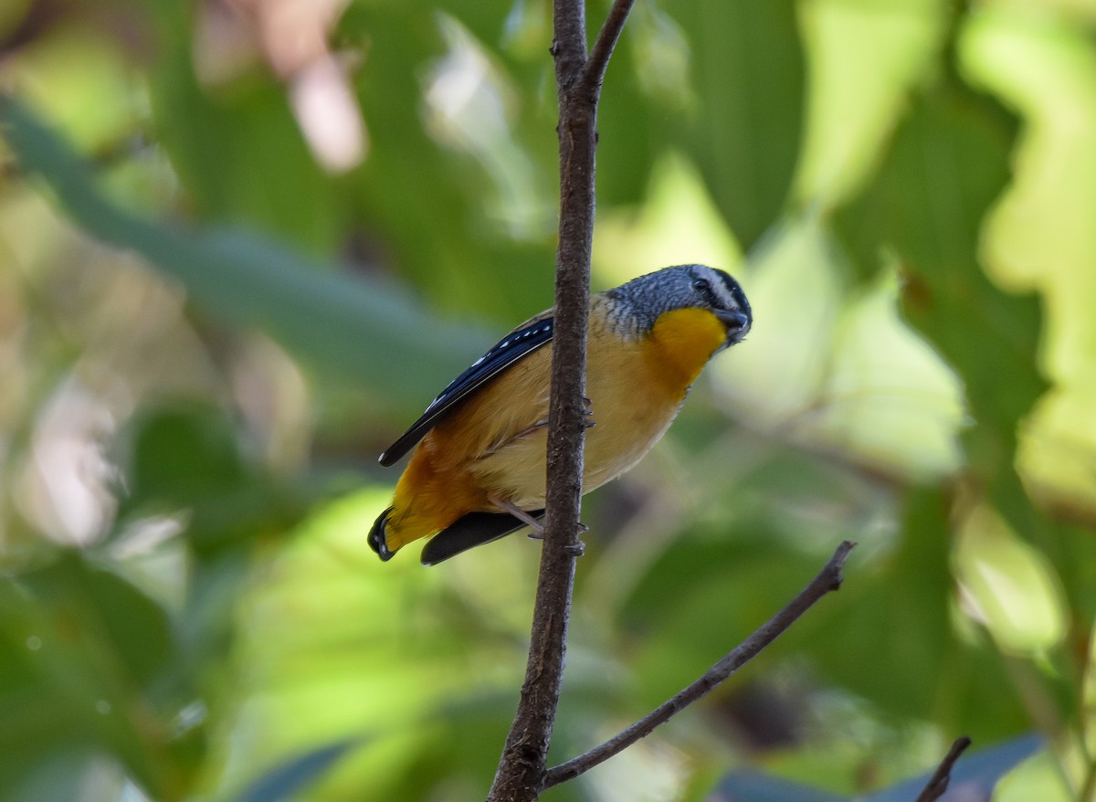 Spotted Pardalote - ML619207600