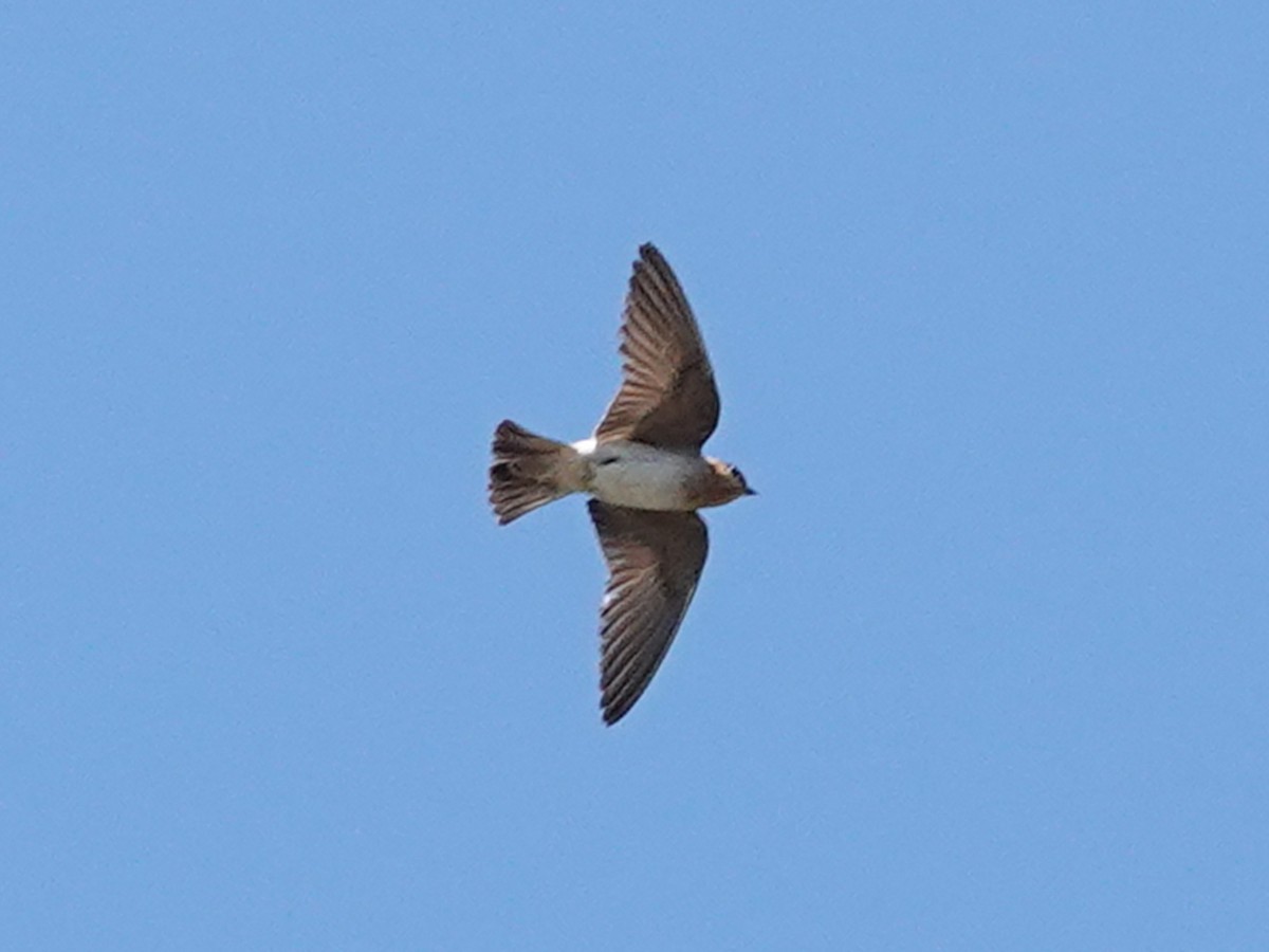 Cave Swallow (Texas) - ML619207601