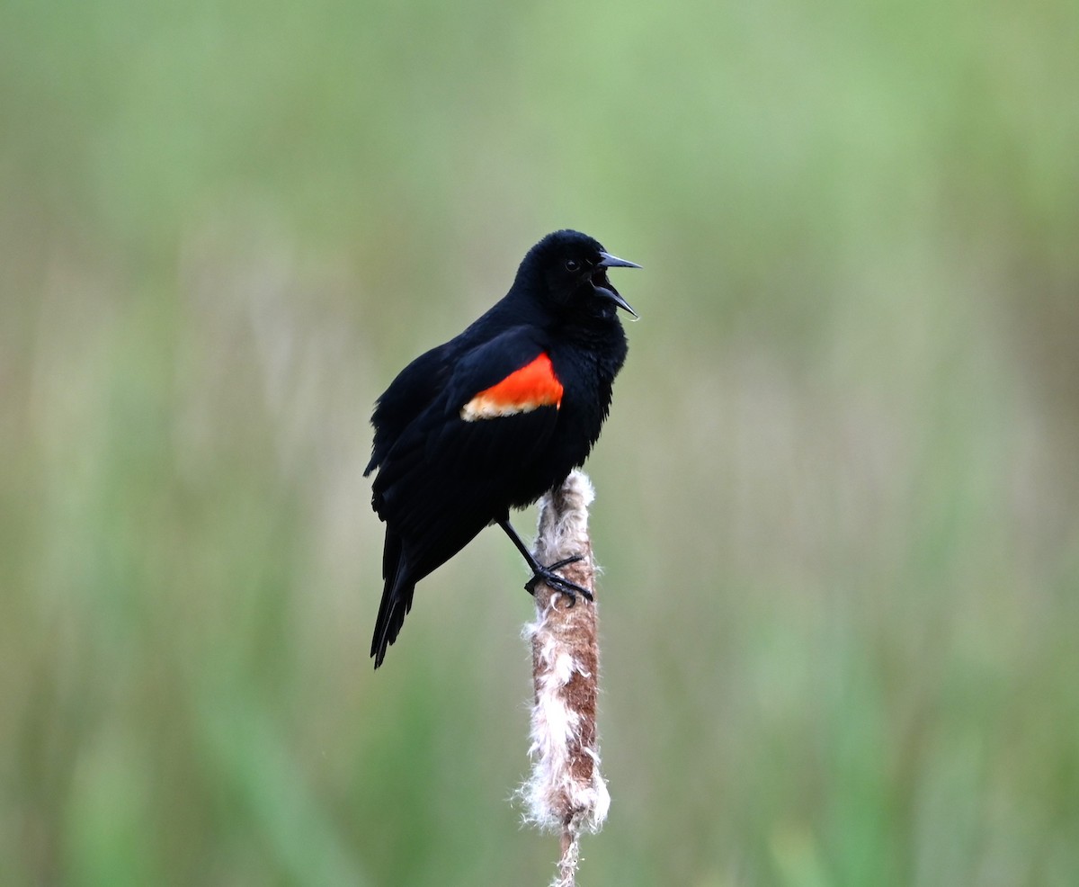 Red-winged Blackbird - ML619207614