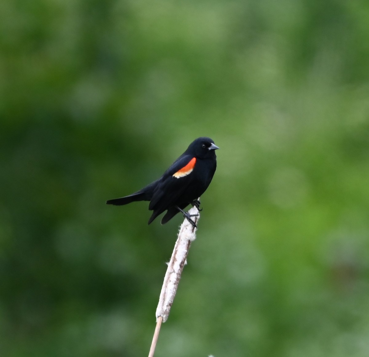 Red-winged Blackbird - ML619207627