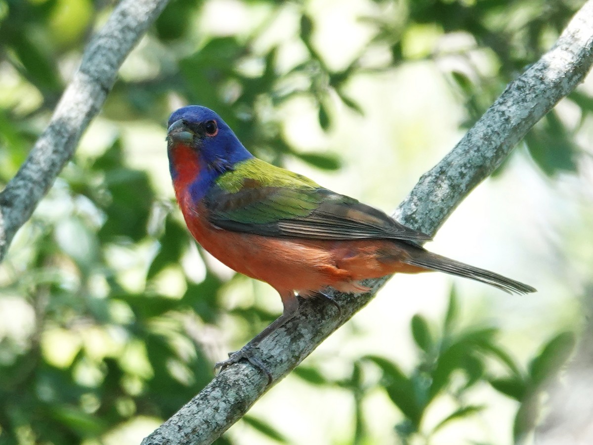 Painted Bunting - ML619207660
