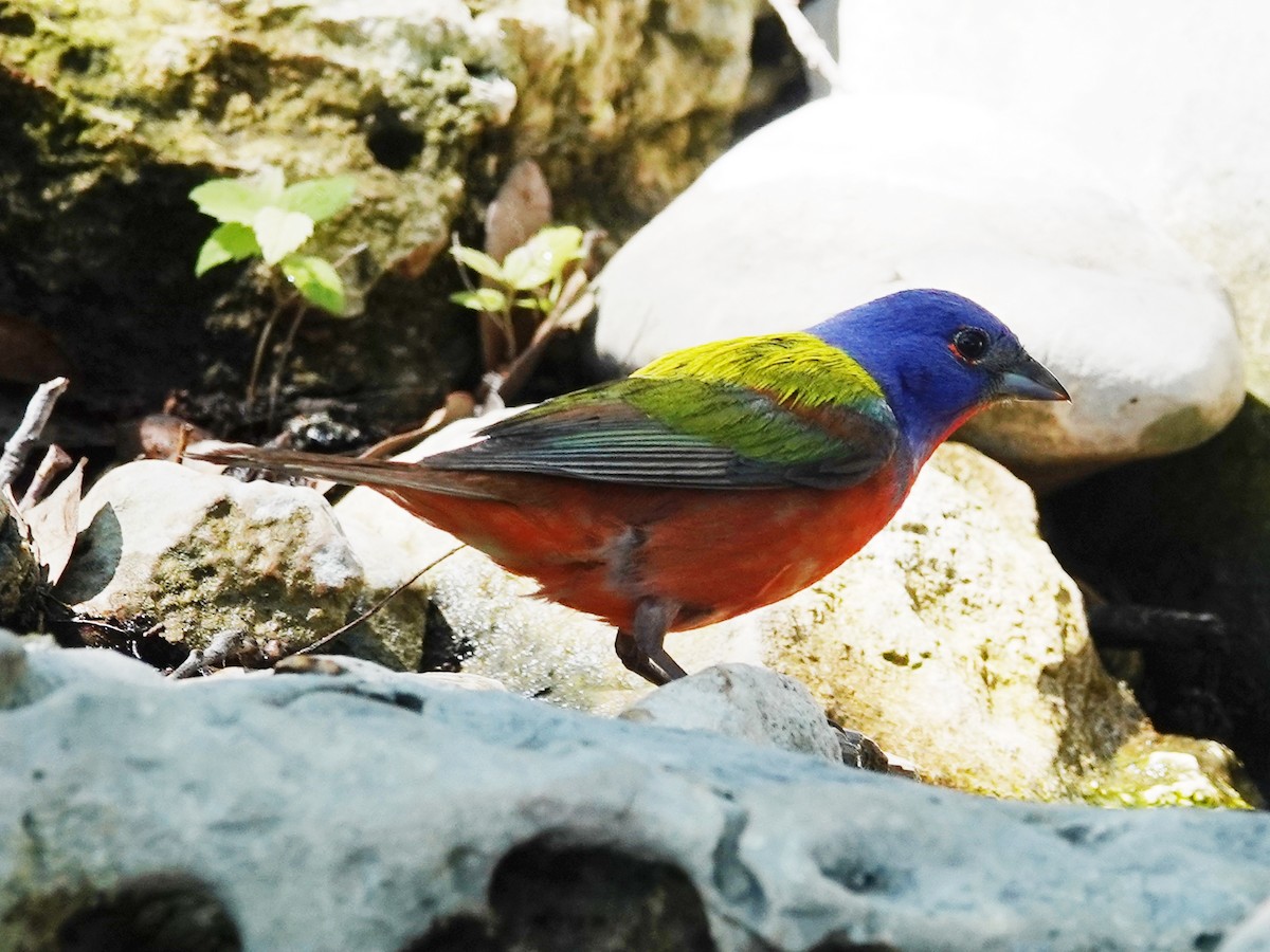 Painted Bunting - ML619207661
